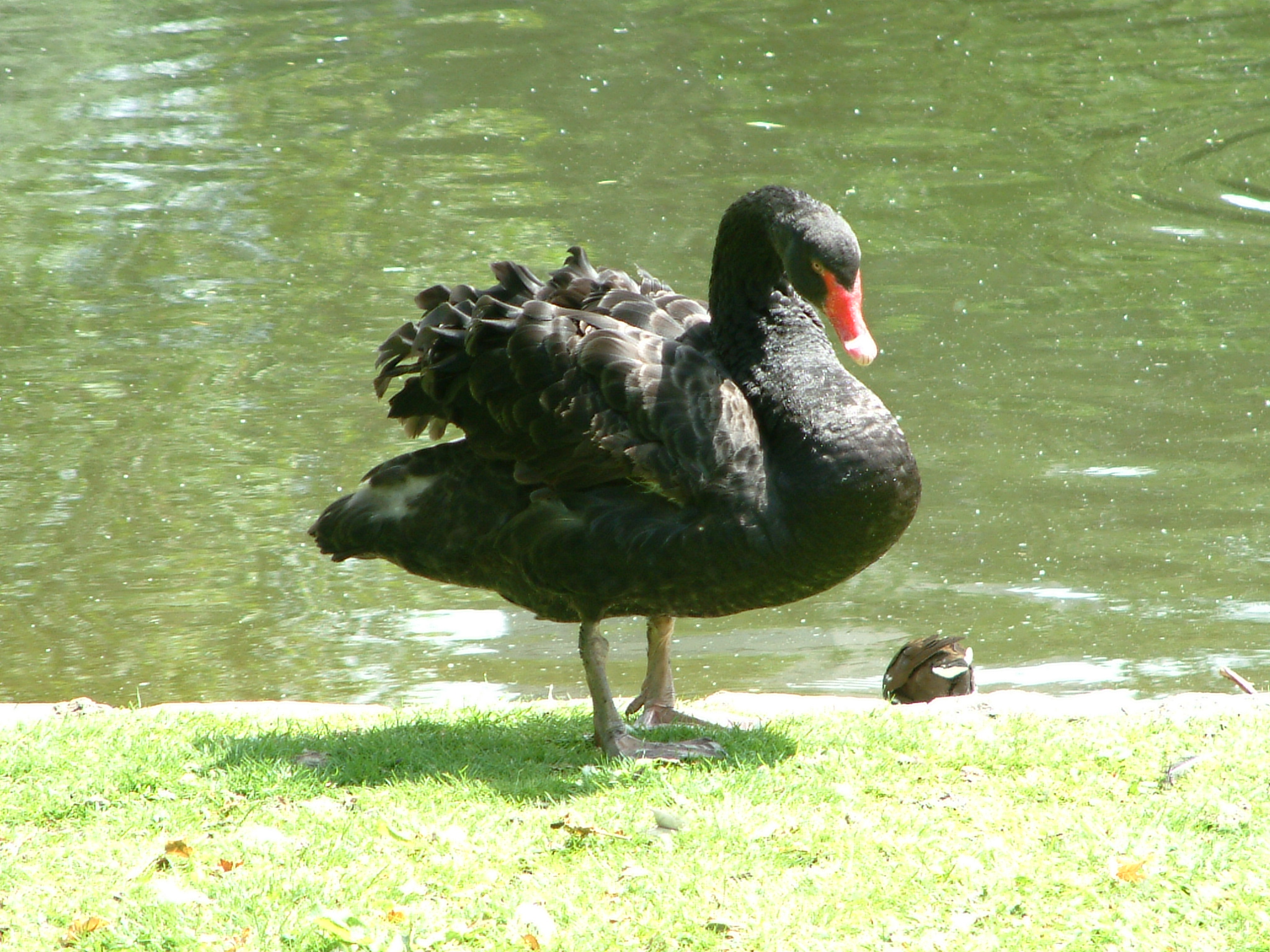foto, jpg-image