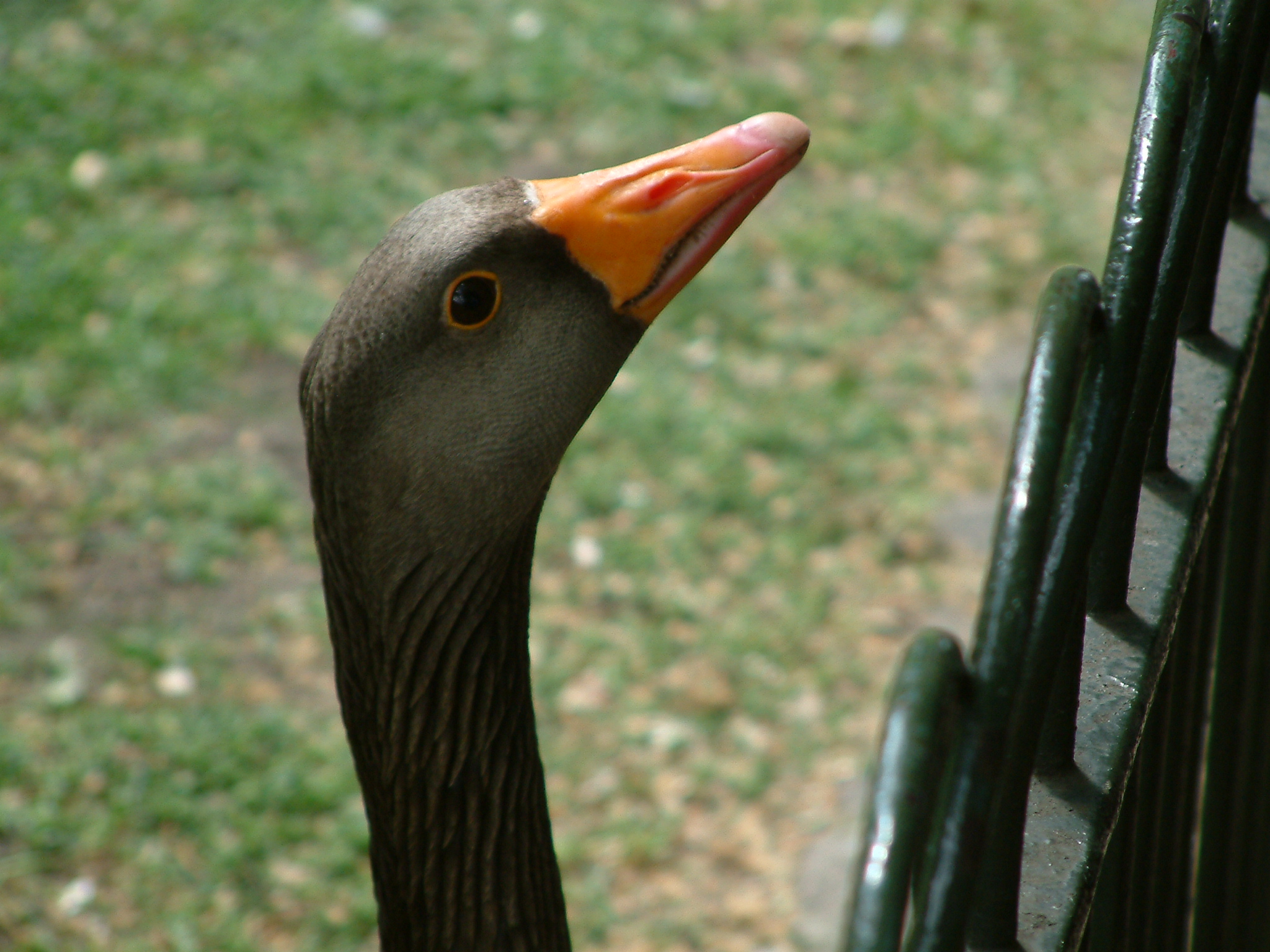 foto, jpg-image